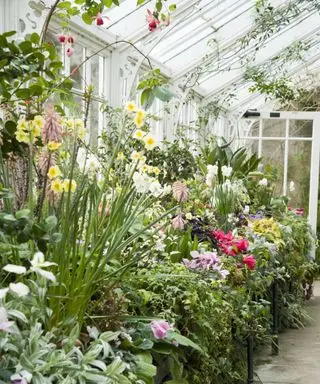 plantes exotiques cultivées sous verre dans la véranda du jardin du Wallington National Trust