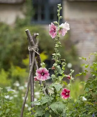 De plus en plus de roses trémières dans le jardin de cottage victorien à Hardy