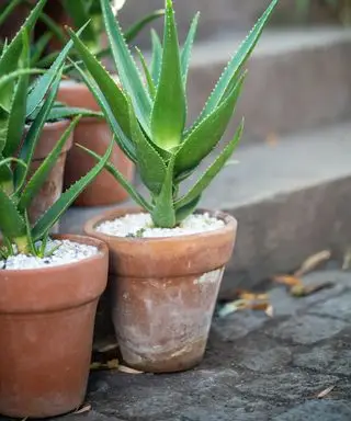 Plantes d'aloe vera dans des pots en terre cuite sur une marche extérieure