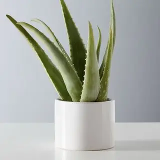 Plante d'aloe vera de plants.com