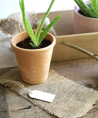 petite plante d'aloe vera en pot dans un sol frais dans un pot en terre cuite