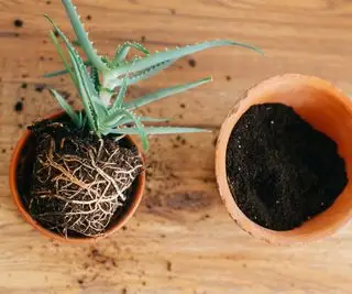 Plante d'aloès levée de son pot avec ses racines exposées et déplacée dans un pot légèrement plus grand