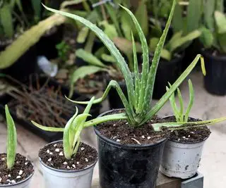 Gros plan ou chiots d'Aloe vera plantés dans de petits pots