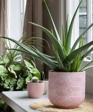grande plante d'aloe vera en pot d'intérieur dans un pot en céramique rose avec d'autres plantes de maison