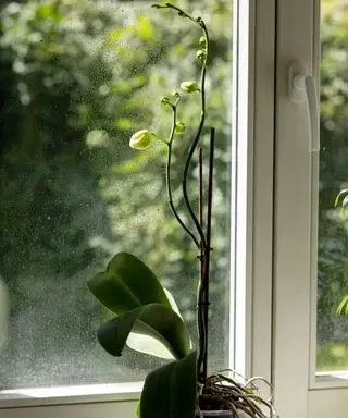 Orchidée papillon qui ne fleurit pas