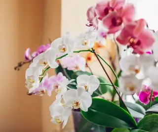 Orchidées papillons blanches et roses