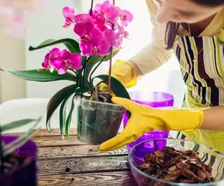 Femme transplantant une orchidée dans un autre pot