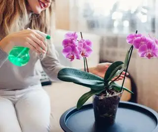 Personne brumisant une plante d'orchidée à l'intérieur pour augmenter l'humidité