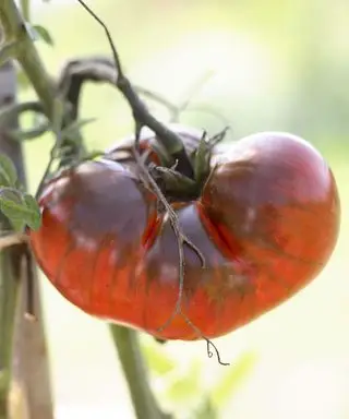 tomatplante ramt af svamp