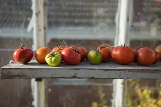 dyrkning af tomater i et drivhus