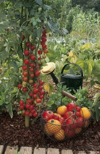 Tomatskimmel – behandlinger, som haveeksperterne sværger til