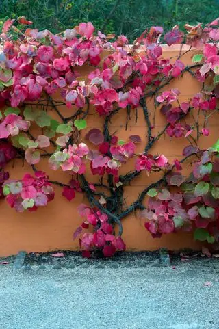 Meilleure plante grimpante : Vitis coignetiae