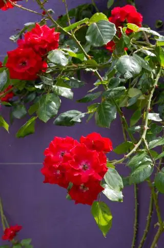 Meilleures plantes grimpantes