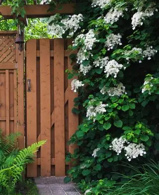 Meilleures plantes grimpantes – 10 meilleures plantes grimpantes pour votre jardin