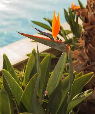 plante oiseau de paradis près de la piscine