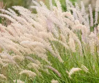 Meilleures plantes pour autour d’une piscine – 10 options parfaites pour un paradis de jardin privé