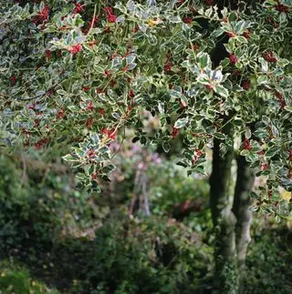 le houx comme meilleur arbre pour l'intimité