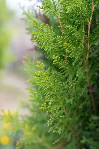 cèdre rouge de l'Ouest utilisé comme haie de protection