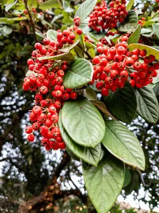 Fruits rouges du cotonéaster 'Cornubia