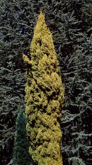 Cyprès italien à utiliser comme arbre pour plus d'intimité