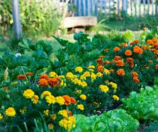 Soucis et cultures dans un potager