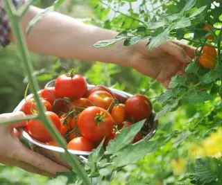 personne cueillant des tomates sur une plante
