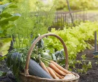 Jardinage électro-culturel – une technique de culture innovante et biologique pour de meilleurs légumes