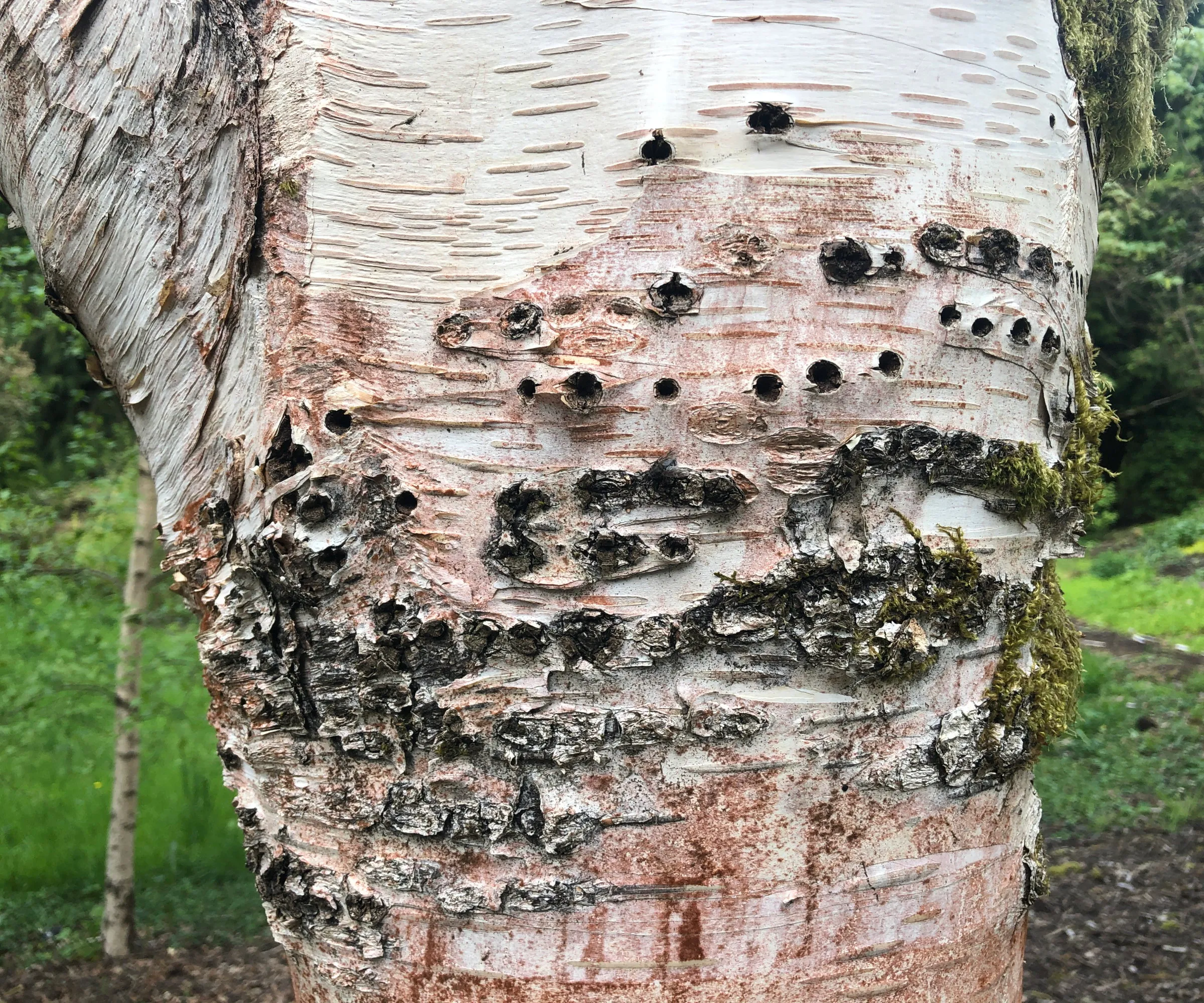청동 자작나무 천공기에 의해 손상된 자작나무 줄기' loading='lazy' title=