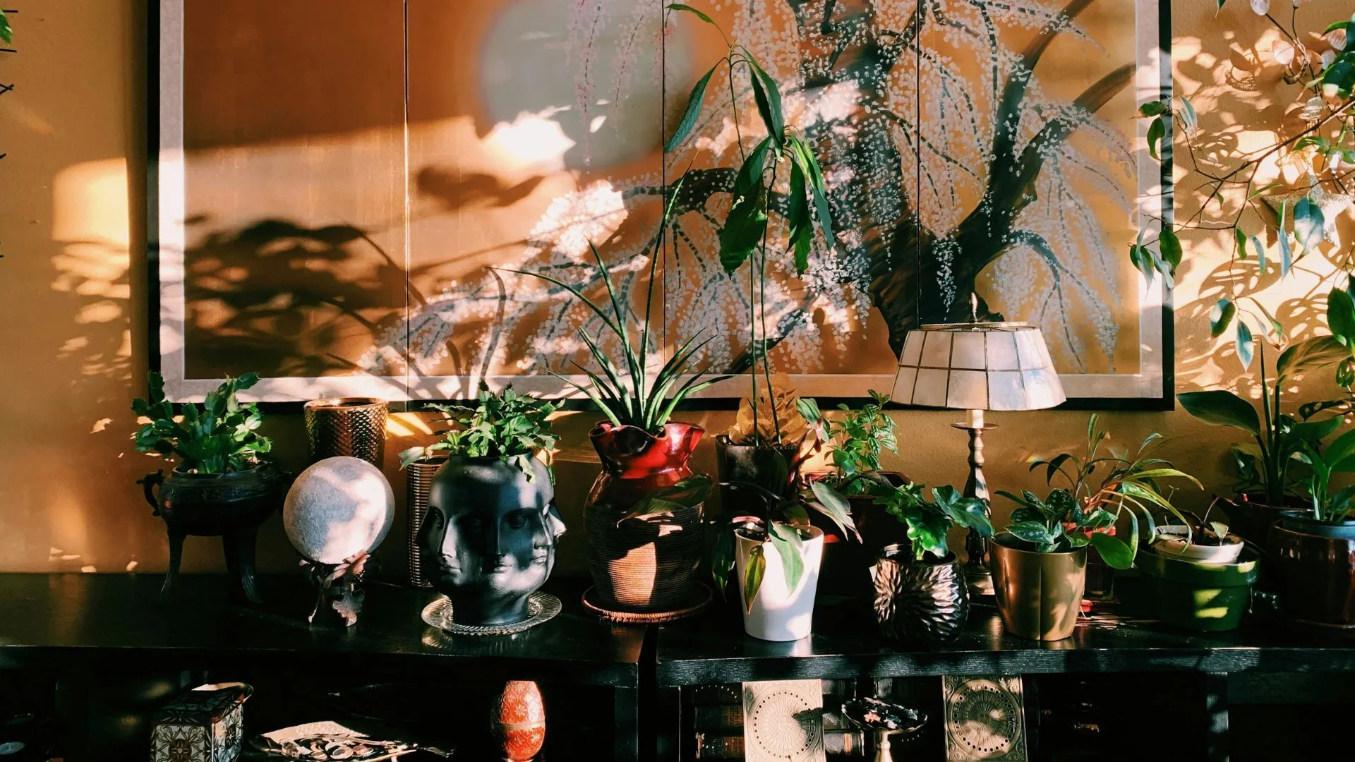 Zbierka izbových rastlín' loading='lazy' title=