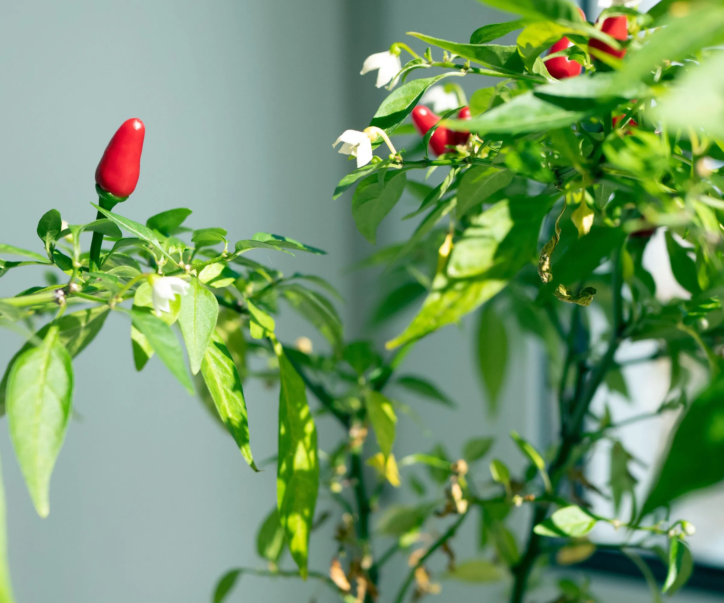 Vnútorná rastlina chilli papričky' loading='lazy' title=