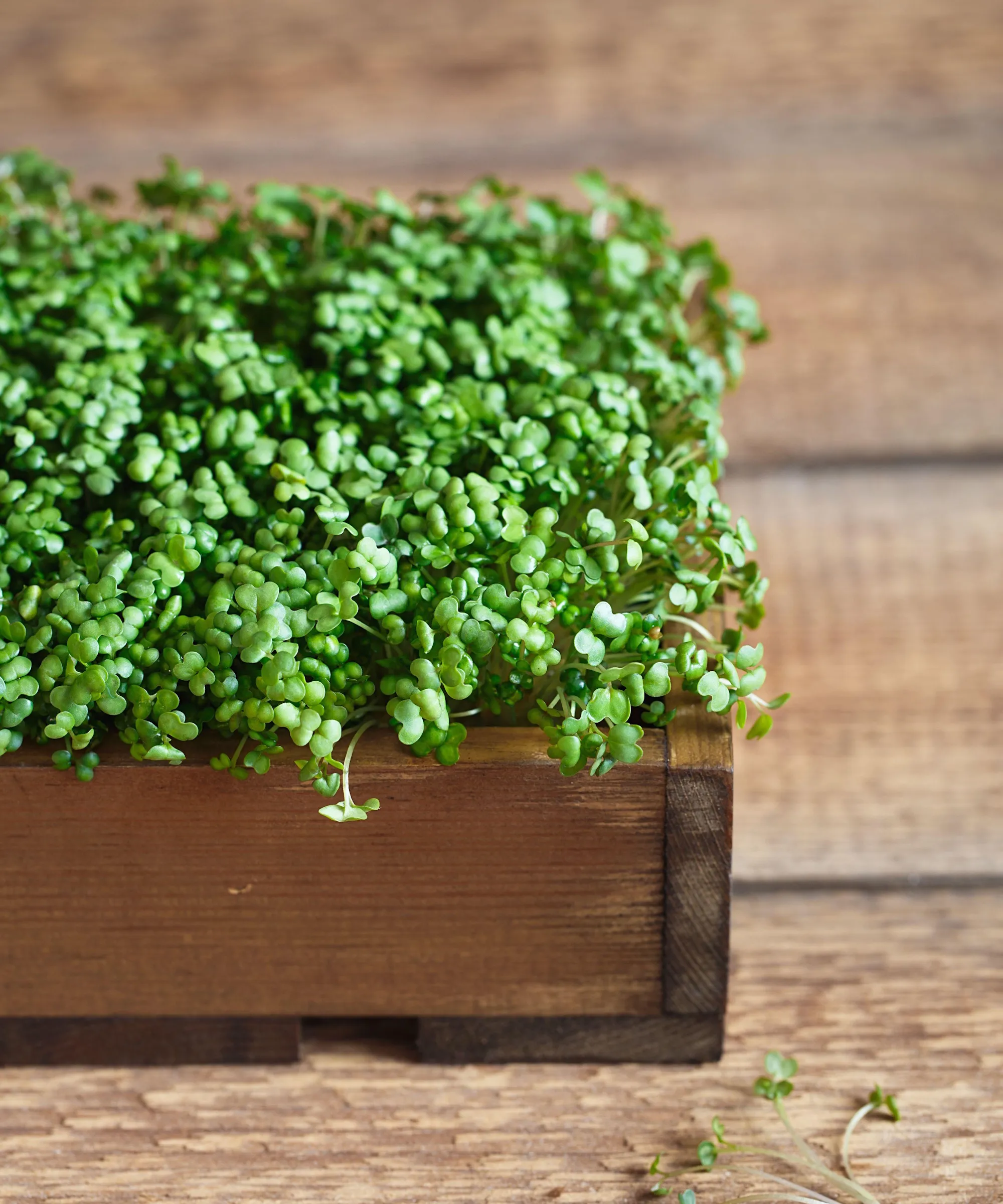 Horčicové mikrozeleniny' loading='lazy' title=