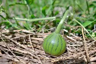 plants de pastèque poussant dans le sol