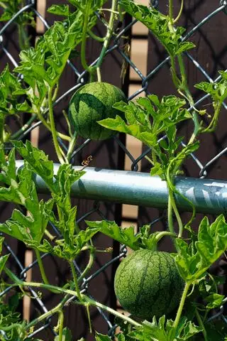 plante de pastèque qui grandit sur un treillis