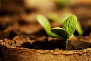 Comment faire pousser de la pastèque