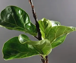 violinblad figenstamme