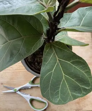 violinblad figenplante med beskæringssaks