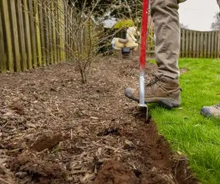 Homme utilisant un outil de bordure pour délimiter un lit de paillis avec un buisson d'hamamélis derrière