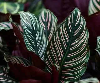 Hojas de calathea de color verde oscuro con rayas rosadas.