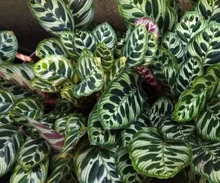Cómo propagar la calathea: obtenga más de estas hermosas y atrevidas plantas de interior