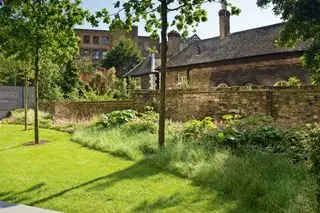 lesní louka roste pod stromem v městské zahradě