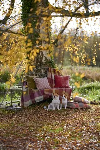 lavička kolem stromu s polštáři a přikrývkami na lavičce