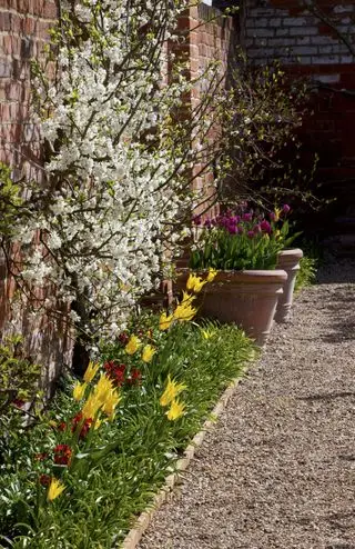 stromy v zahradě podsazené cibulovinami