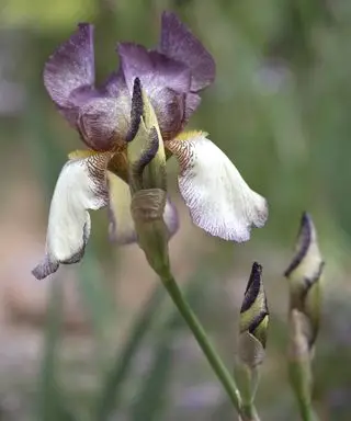 Fleur d'iris de près