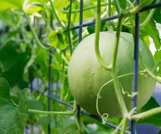 Honningmelon vokser på et panelespalier