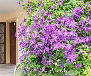 lilla klematis i våbenhuset