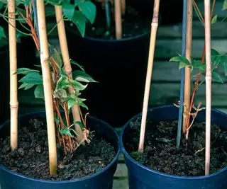 막대기를 훈련시키고 있는 냄비 속의 클레마티스