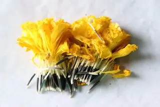 comment faire pousser des soucis à partir de graines GettyImages-1185202371