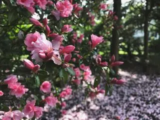 Rosa azalea blomstrer i et skyggefullt område av en hage
