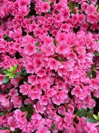 rosa azalea blomstrer på en stor busk