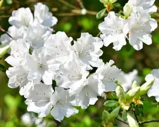 hvite azalea blomster på en busk